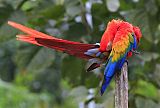 Scarlet Macaw